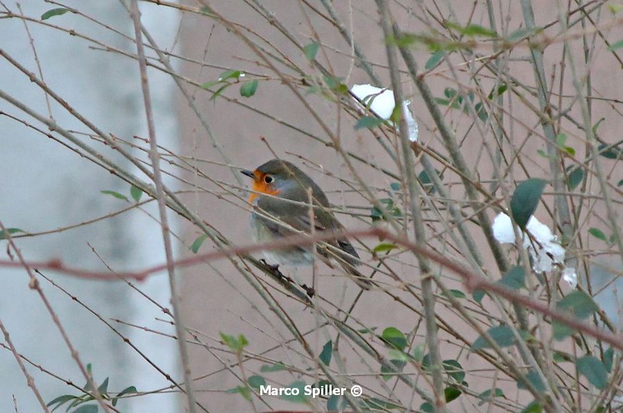 Il solito pettirosso